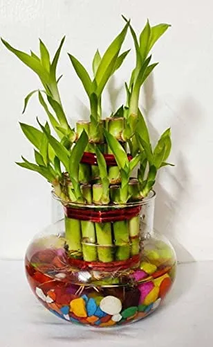 AAMU MOON Mini Glass Flower Vase, Candy Jar, Money Plant, Bamboo Plant Vase for Home Decor & Indoor Gardening - Pack of 1 Piece, 4 Inches