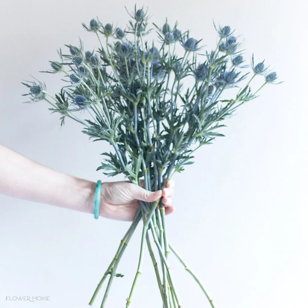 Blue Thistle Flower