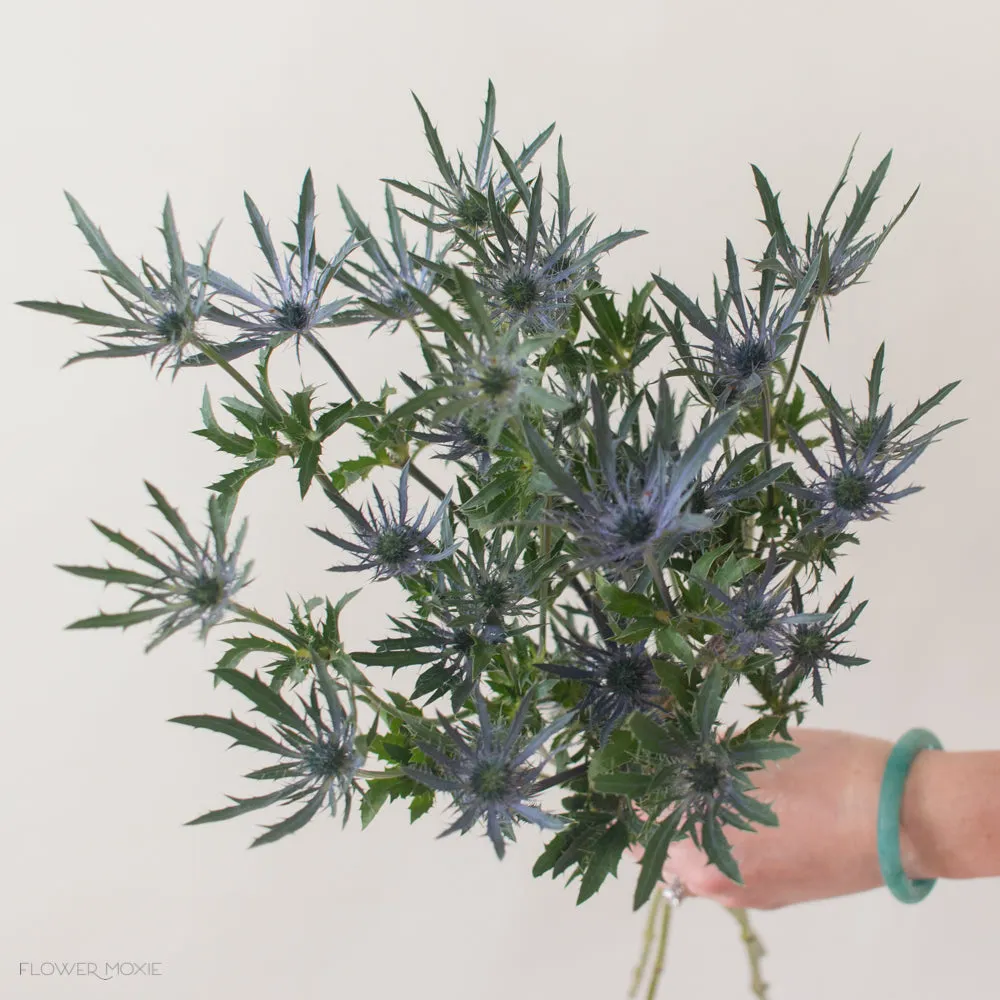 Blue Thistle Flower