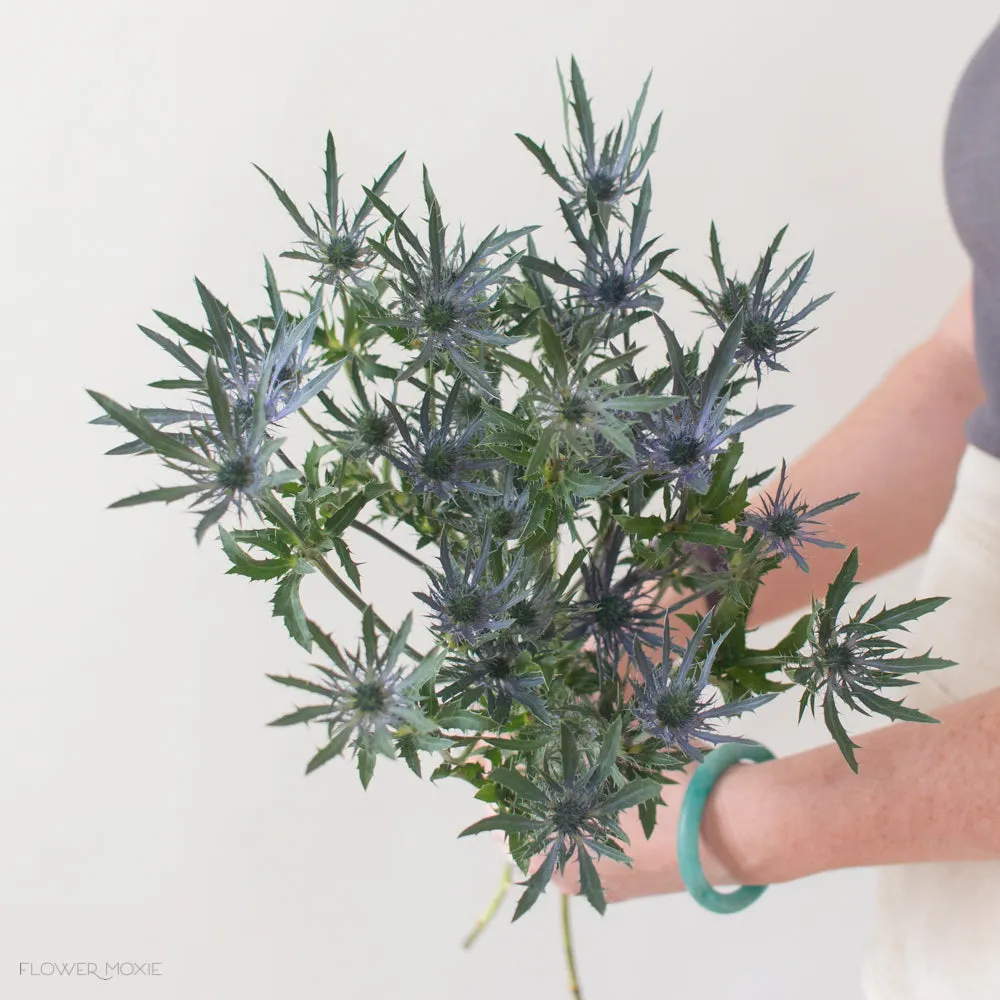 Blue Thistle Flower